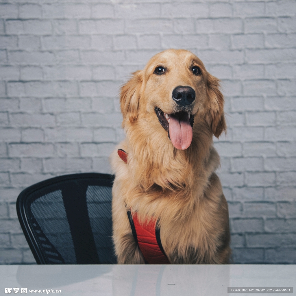 金毛寻回犬 