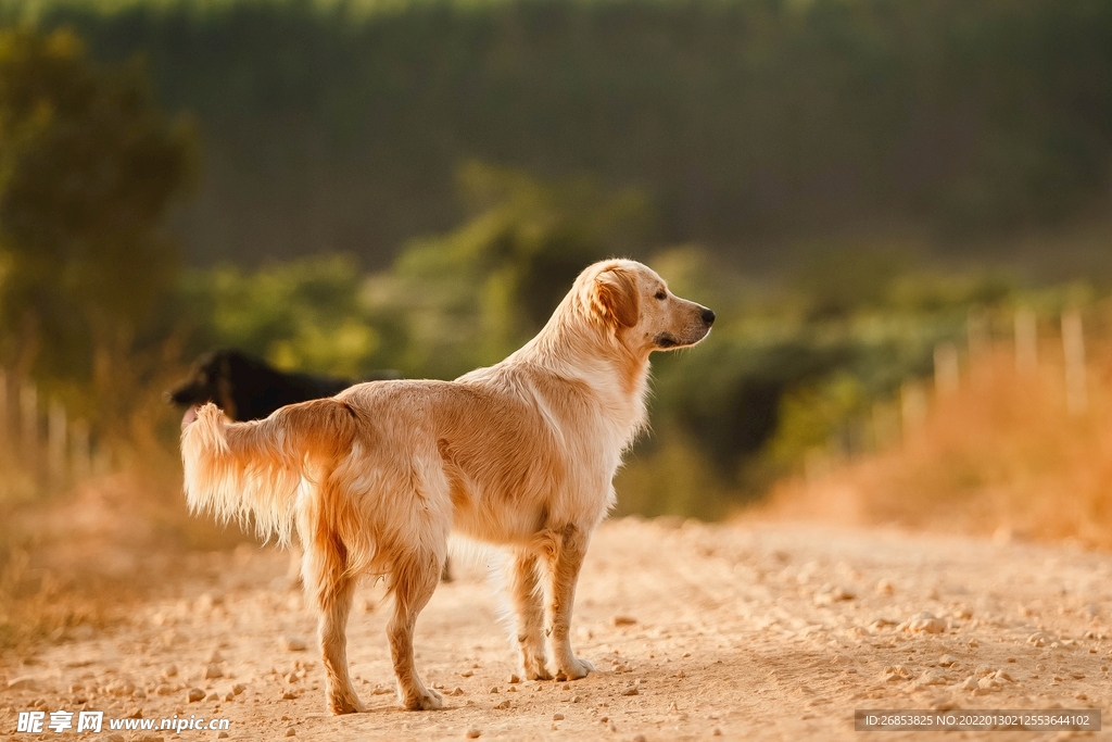 金毛寻回犬 