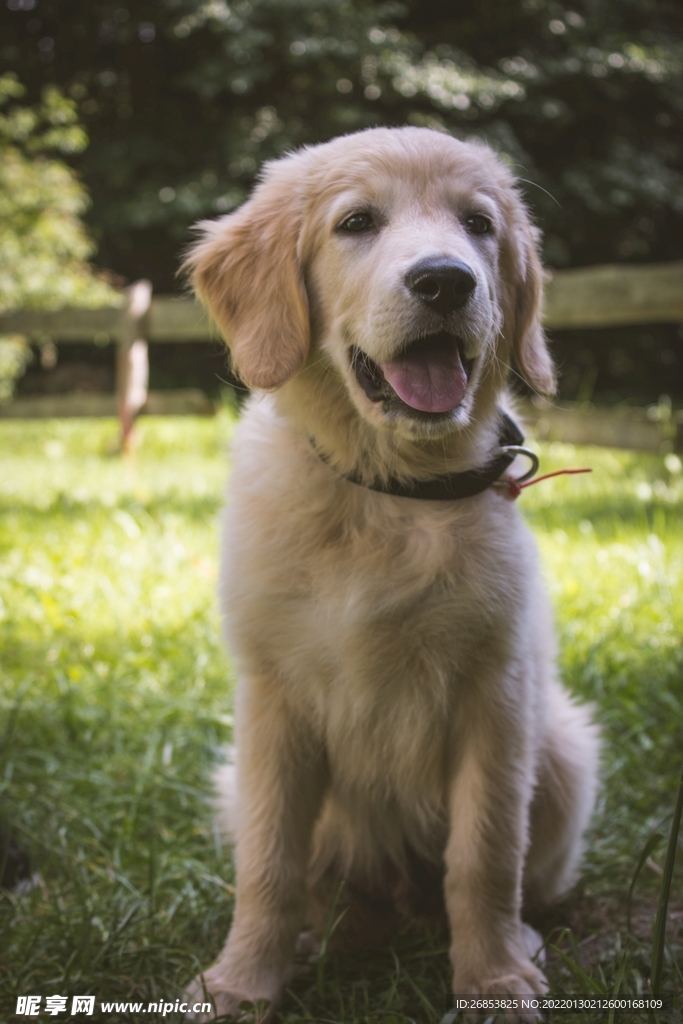 金毛寻回犬