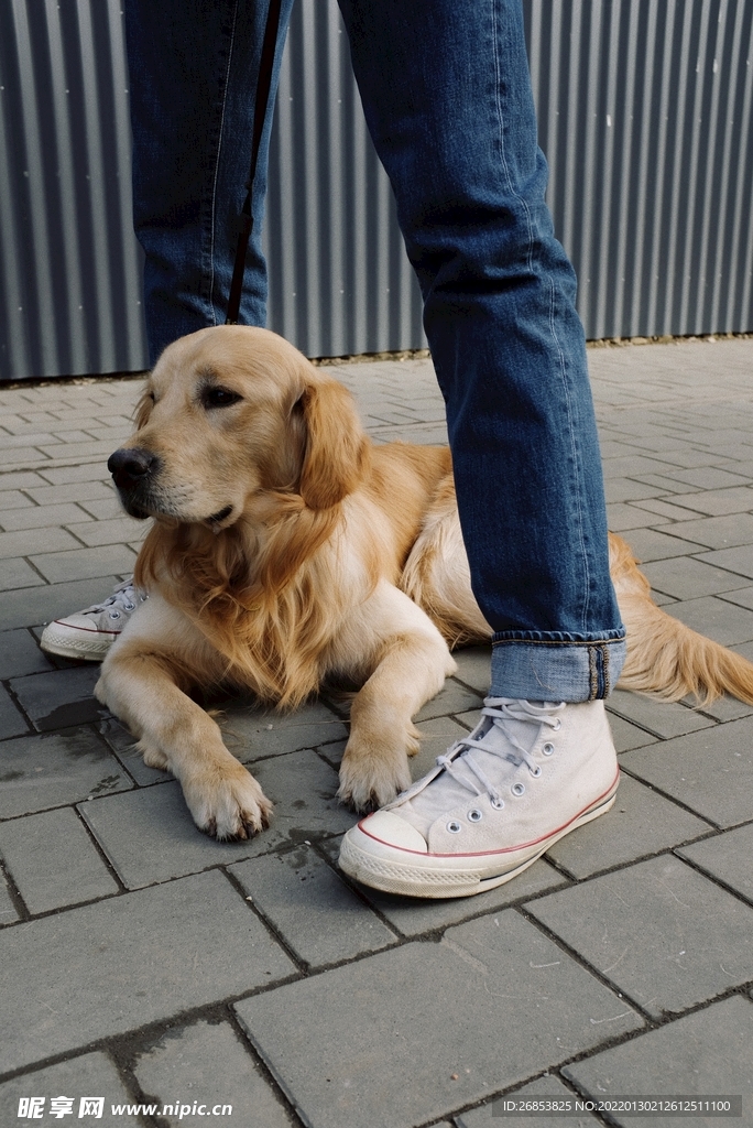金毛寻回犬 