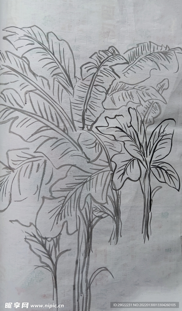 芭蕉树手绘水墨风临募古籍作品