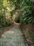 林间小道