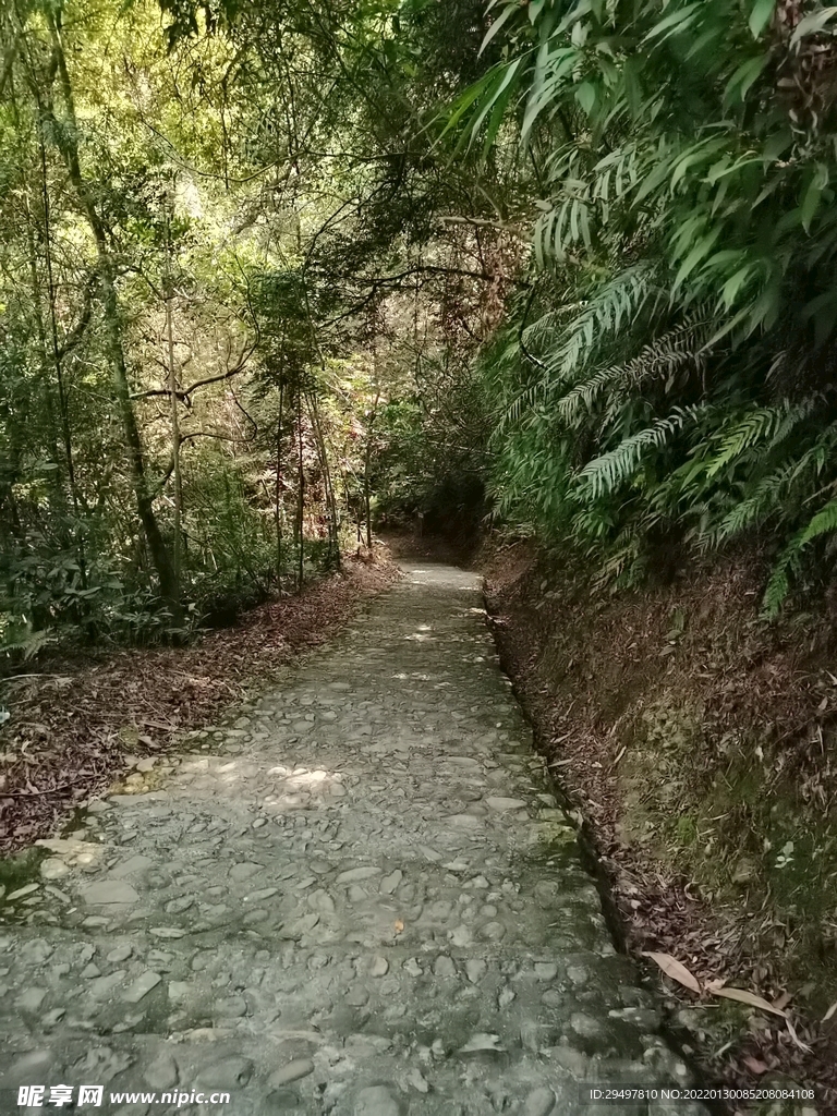 林间小道