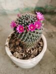 仙人球开花