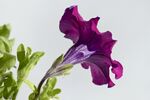 牵牛花