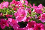 牵牛花