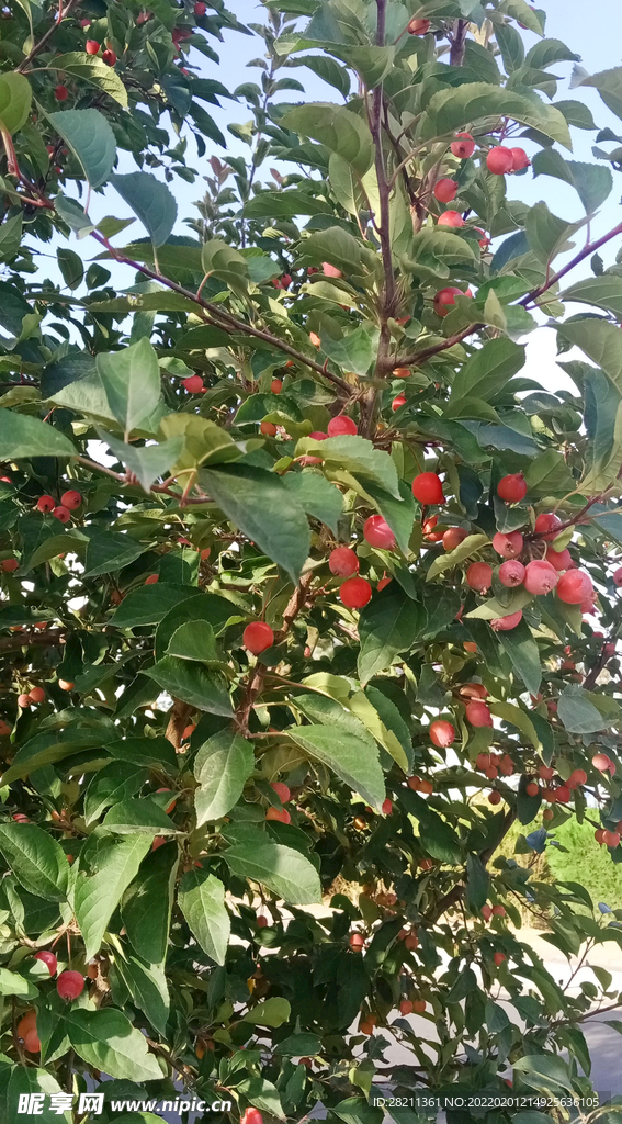 野果 绿色植物  