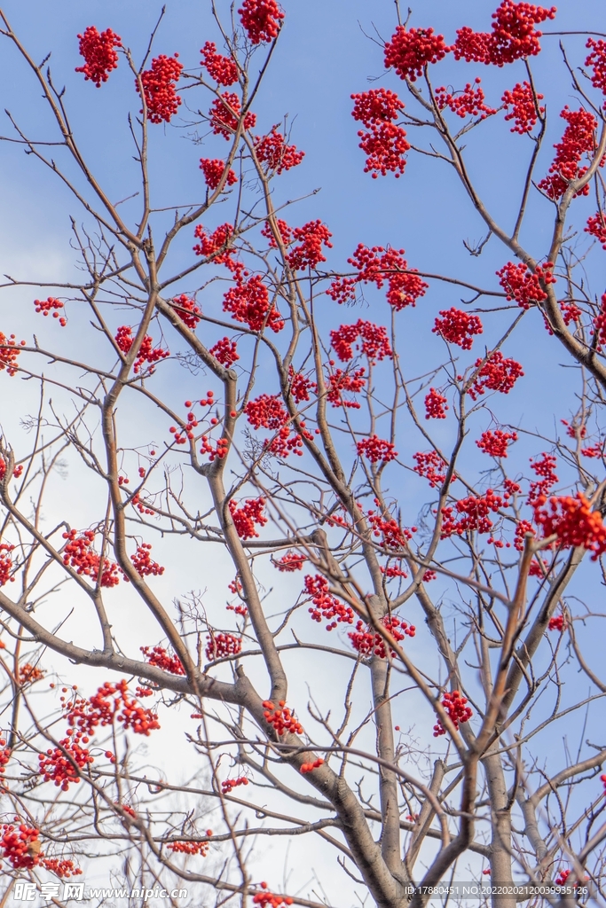 花卉