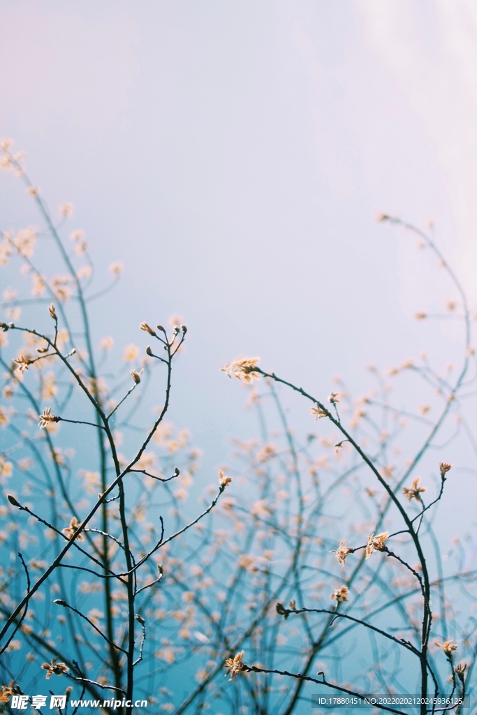 花卉