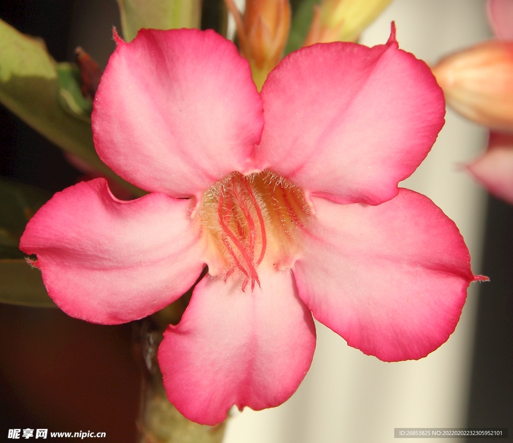 科学网—20201205——沙漠玫瑰（Adenium obesum.） - 栗茂腾的博文