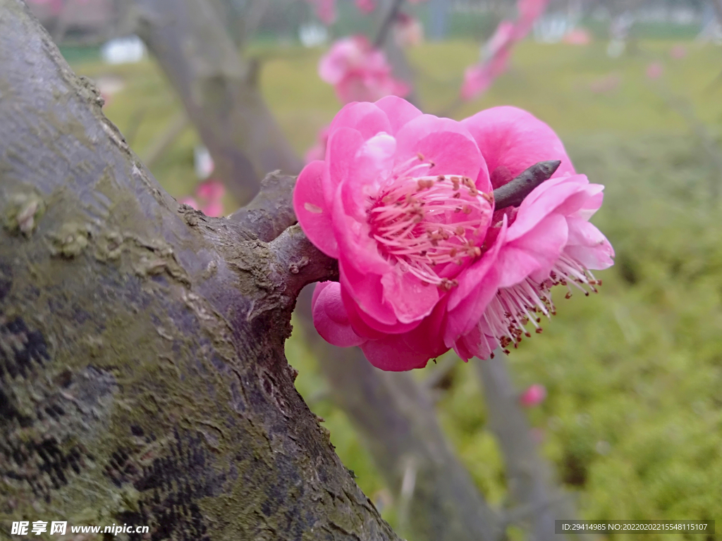 盛开在公园一角的鲜花