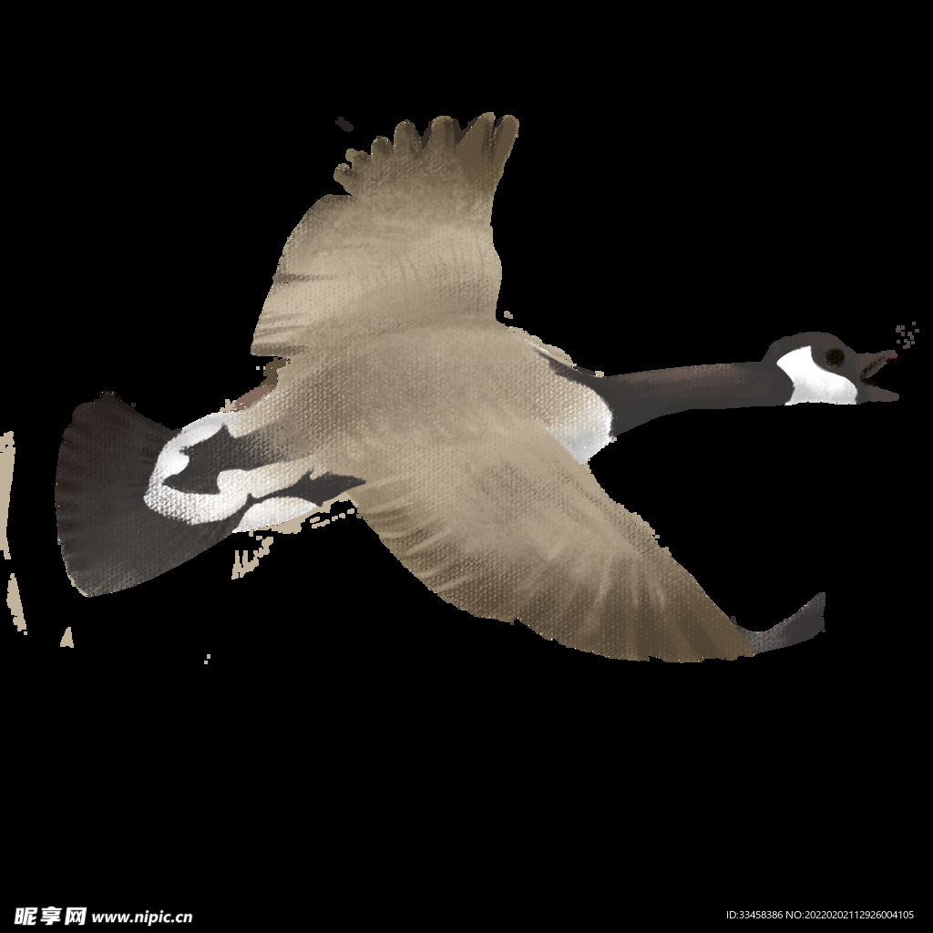 白露节气大雁手绘插画