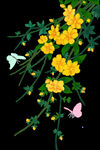 立春蝴蝶迎春花