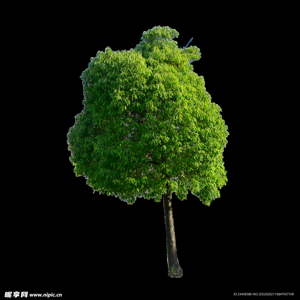 樟树植物丛林