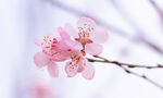 春天简约桃花