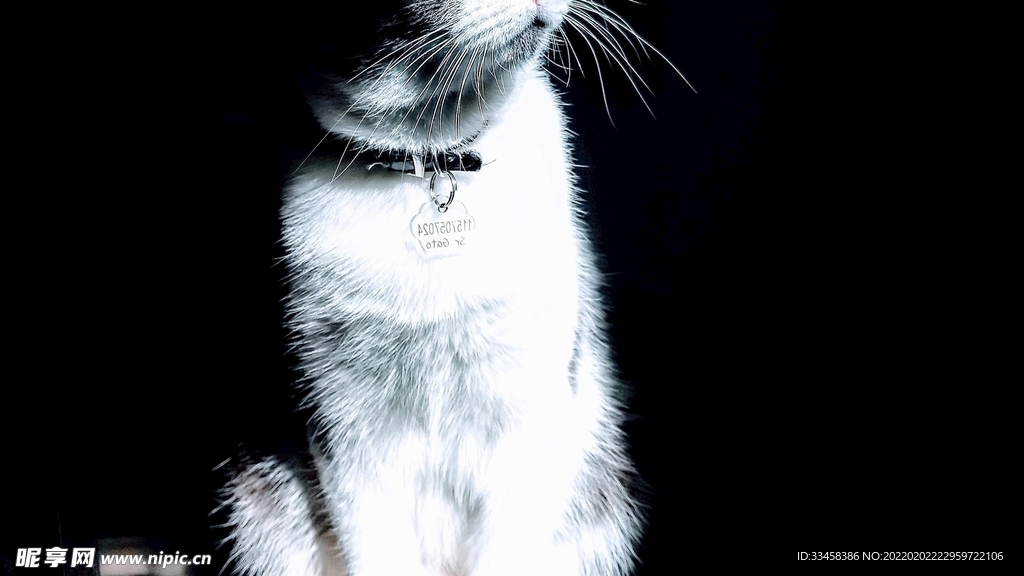 猫咪壁纸