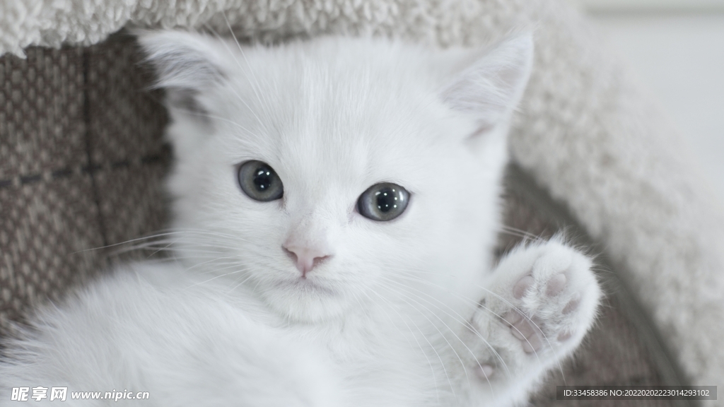 猫咪壁纸
