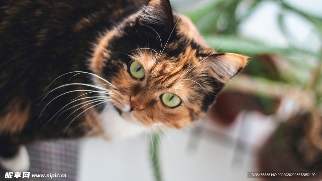 猫咪壁纸