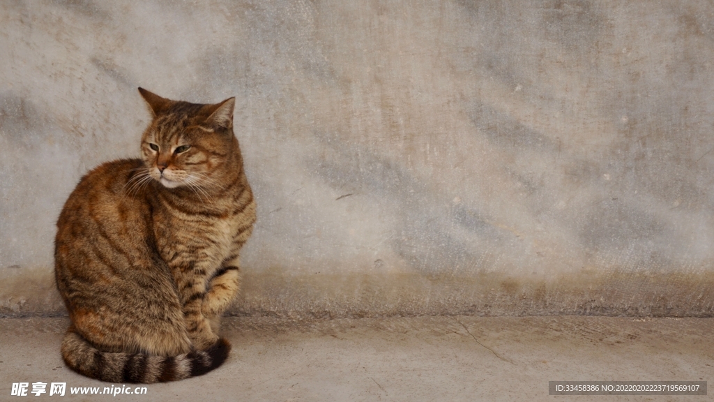 猫咪壁纸