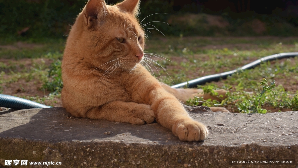 猫咪壁纸