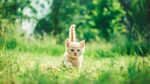 小猫咪壁纸