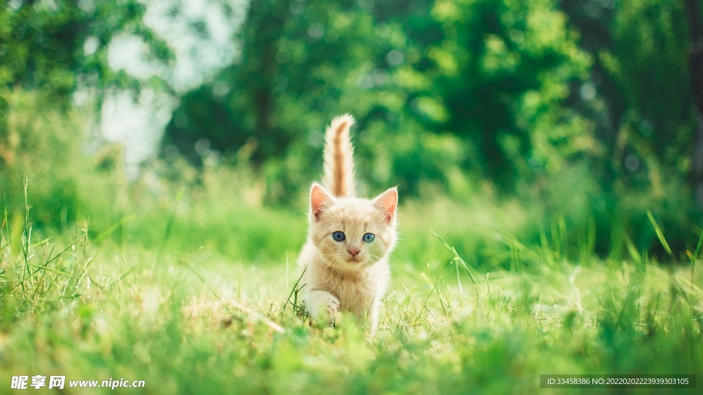小猫咪壁纸