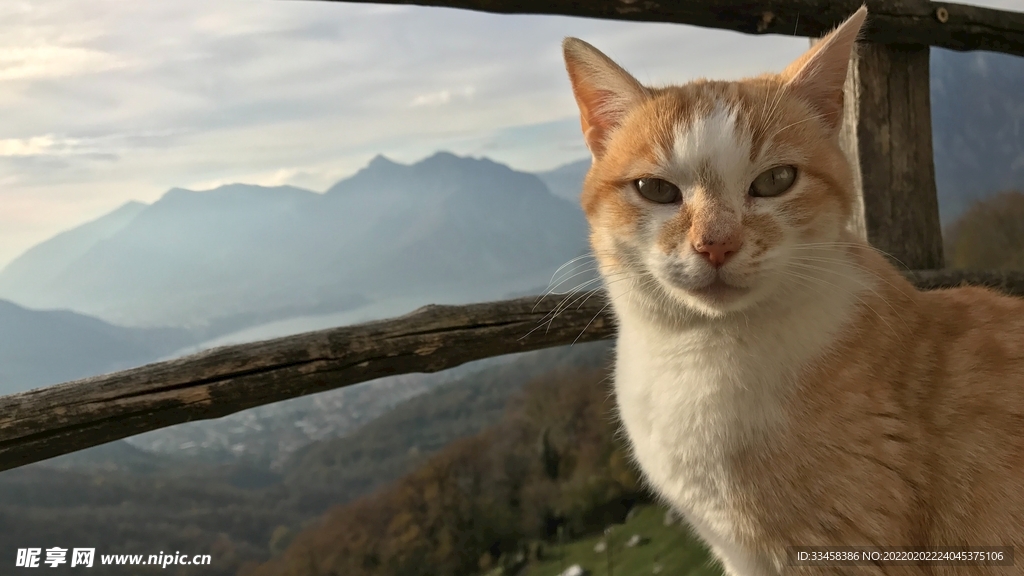 猫咪壁纸
