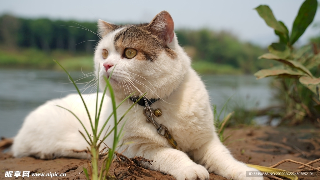 猫咪壁纸
