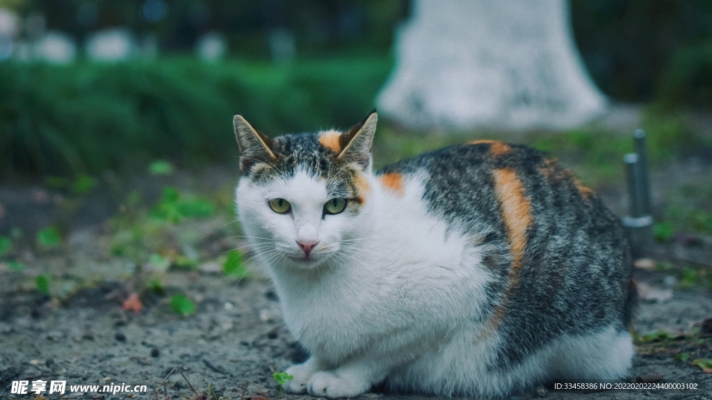 猫咪壁纸