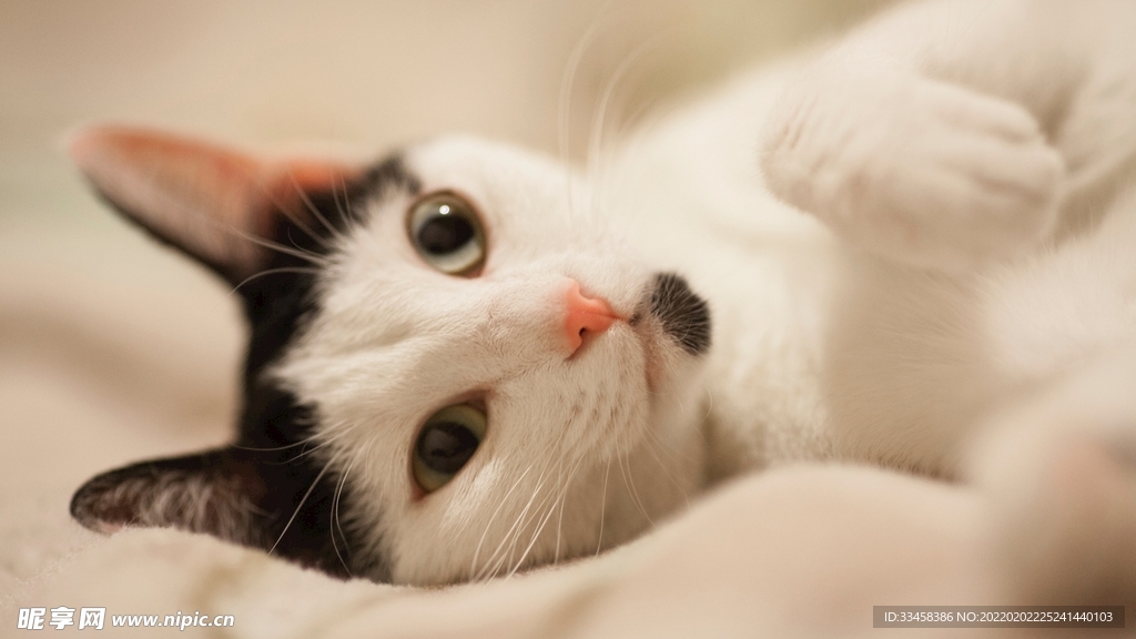 猫咪壁纸