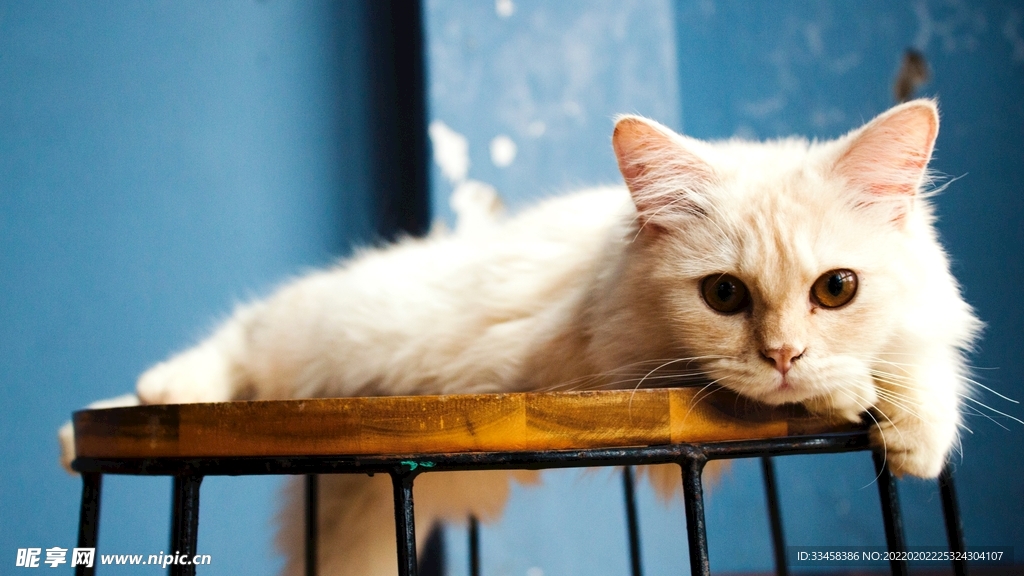 猫咪壁纸