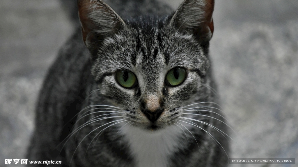 猫咪壁纸