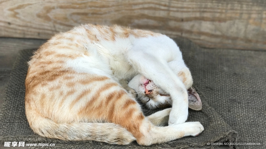 猫咪壁纸