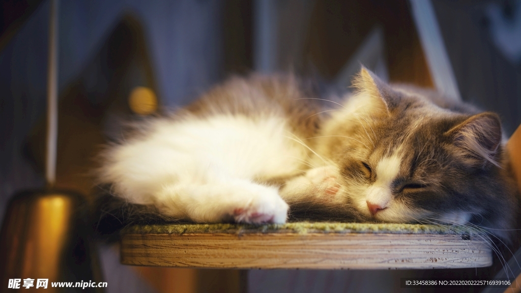 猫咪壁纸