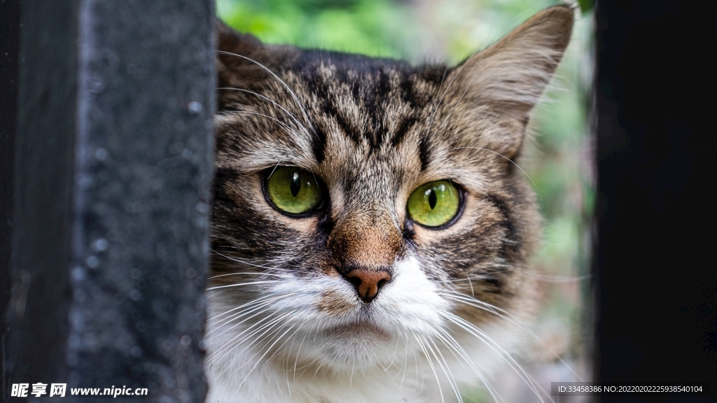 猫咪壁纸