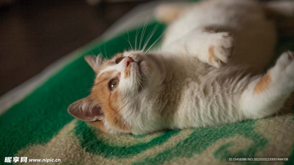 猫咪壁纸