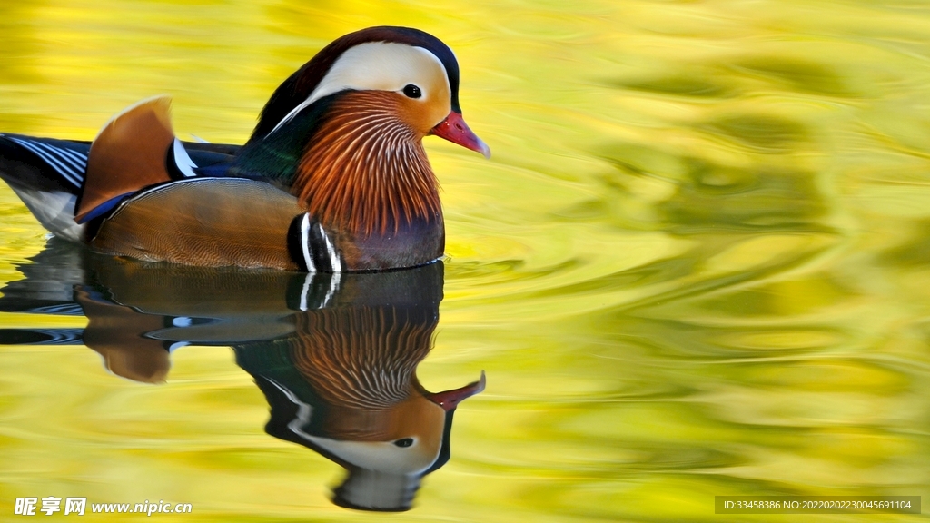鸭子壁纸