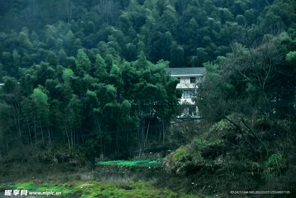 竹林