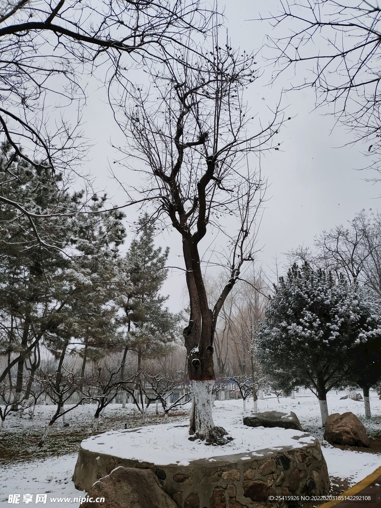 树