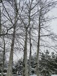 树