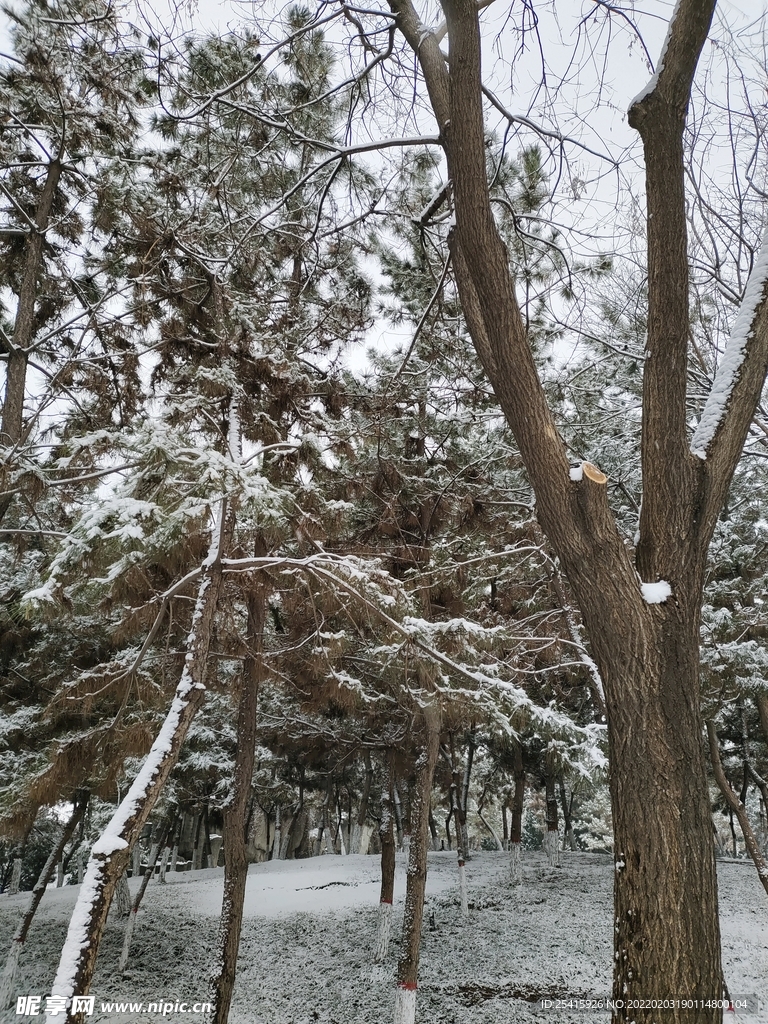 树