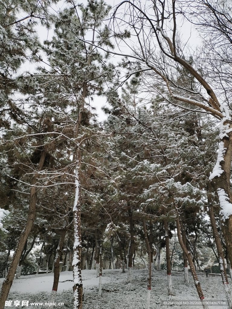 树