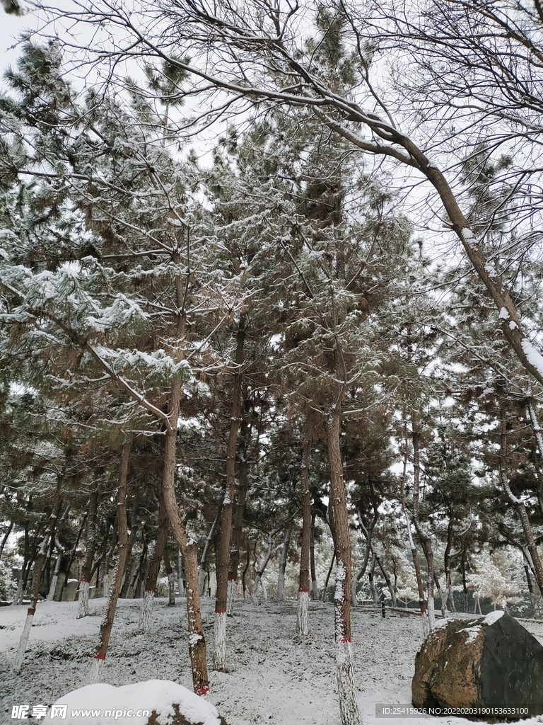 树