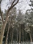 树
