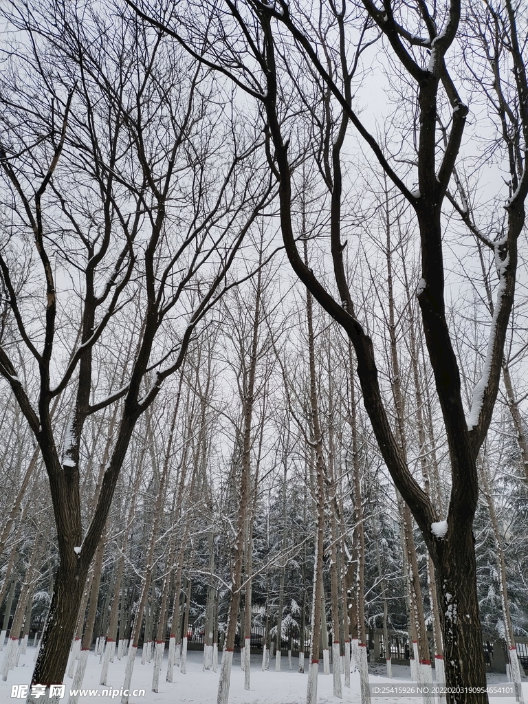 树