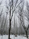 树