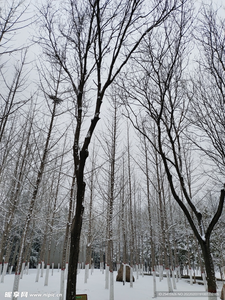 树