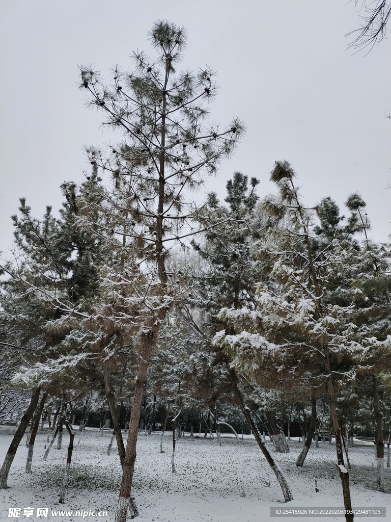 树