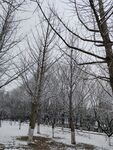 树