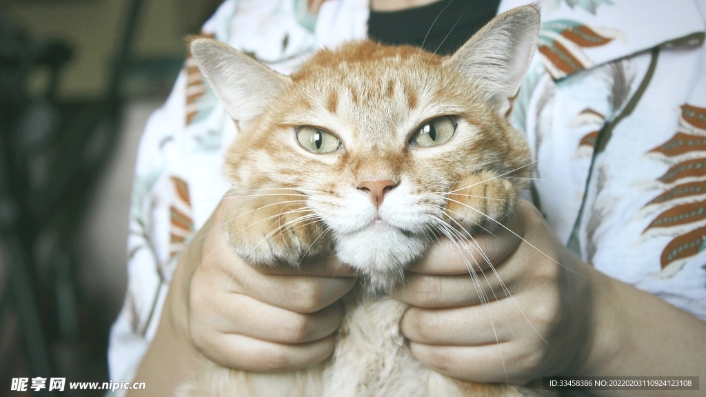 猫咪壁纸